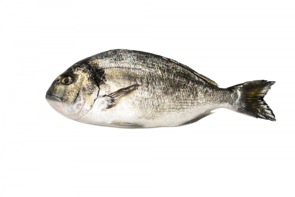 Philosofish SA Recognised For Sea Bass, Sea Bream, Pagrus