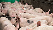 German Abattoir In Coronavirus Outbreak Stops Sub-Contracting Workers