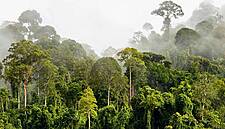 Nestlé Invests CHF2.5m In Forest Preservation In Ivory Coast