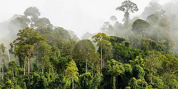 Nestlé Invests CHF2.5m In Forest Preservation In Ivory Coast