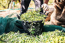 Italian Olive Oil Production Down By More Than A Quarter: Study