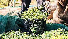 Italian Olive Oil Production Down By More Than A Quarter: Study