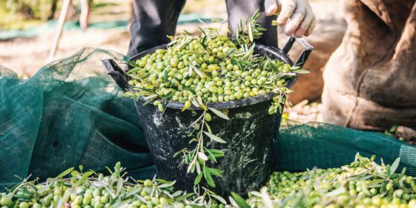 Buyer's Brief – Olive Oil Markets Set To Rise?