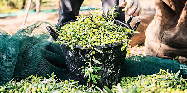 Italian Olive Oil Production Down By More Than A Quarter: Study