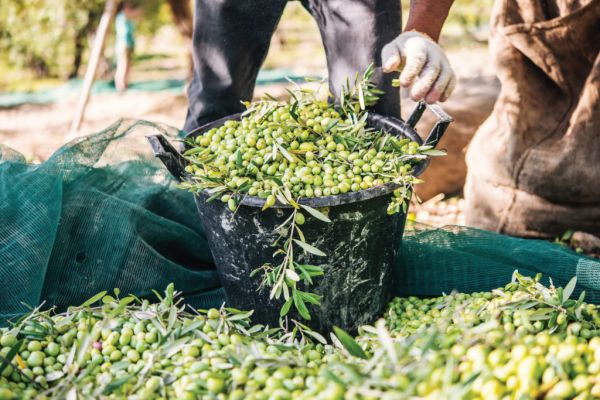 In Climate Fight, Europe's Olive, Wine Farmers Turn To Tech And Tradition
