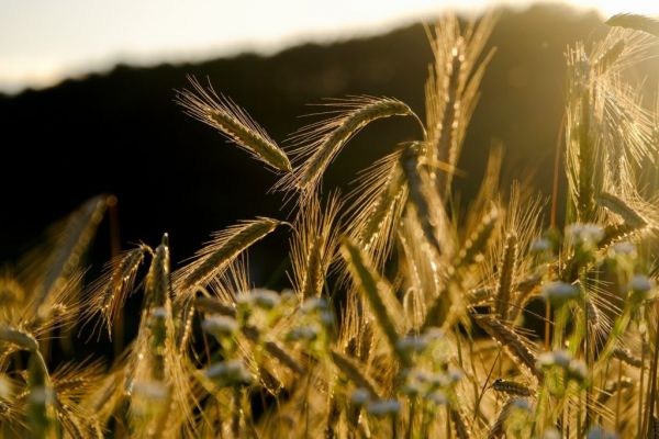 French Cereal Crop Conditions Stay Favourable In Hot Spell