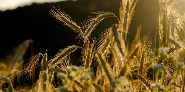 EU Green Goals Could Cut Crop Production Sharply: Coceral
