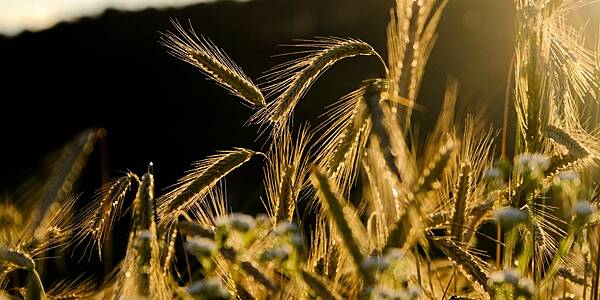 Extreme Weather To Hit German Grain Harvest For Third Year: DBV