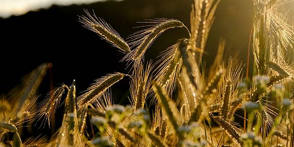 French Cereal Sowing Underway, Market Weighs Risk Of Another Washout