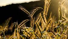 World Food Price Index Rises For Seventh Month Running In December: FAO