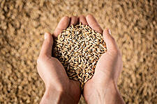 Global Food Import Costs To See Record Surge This Year: FAO