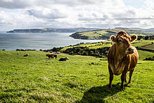 Food Exports From Ireland Slump Due To COVID-19 Impact