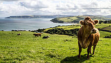 Food Exports From Ireland Slump Due To COVID-19 Impact