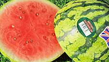 Heatwave Helps Bring On Bumper Watermelon Crop In The UK