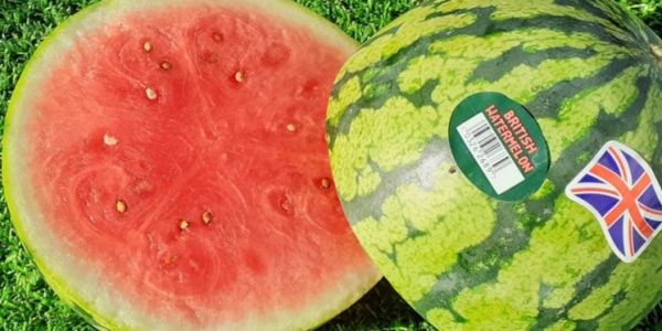 Heatwave Helps Bring On Bumper Watermelon Crop In The UK