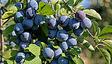 Bosnia's Fruit Growers Prove Resilient Amid Pandemic Downturn
