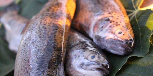 Metro France Acquires 25% Stake In Fish Processing Company, Filpromer