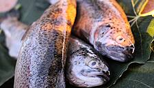 Metro France Acquires 25% Stake In Fish Processing Company, Filpromer