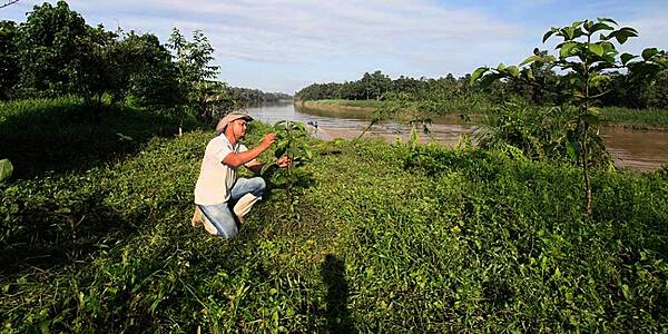 Nestlé To Plant Three Million Trees In Malaysia By 2023