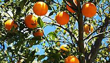 EU Orange Production At Highest Level Since 2010