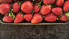 Dutch Retailer Plus Launches Premium Fruit And Vegetables Range
