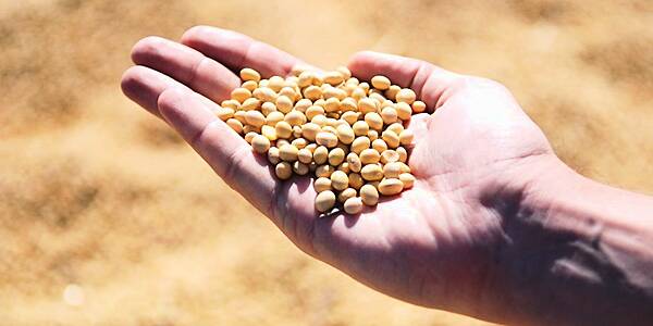 AgRural Trims Brazil's Soybean Crop Forecast