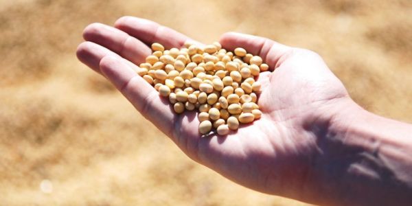 China's Soybean Imports From Brazil Drop In July