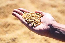 China's Soymeal Futures Plunge On Pig Disease Concerns