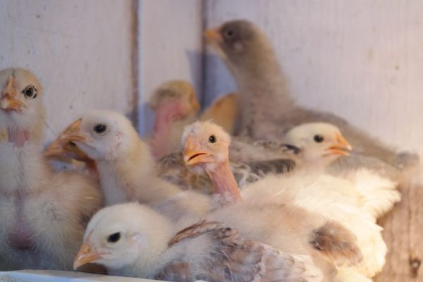 Fast Spreading Bird Flu Puts EU Poultry Industry On Edge