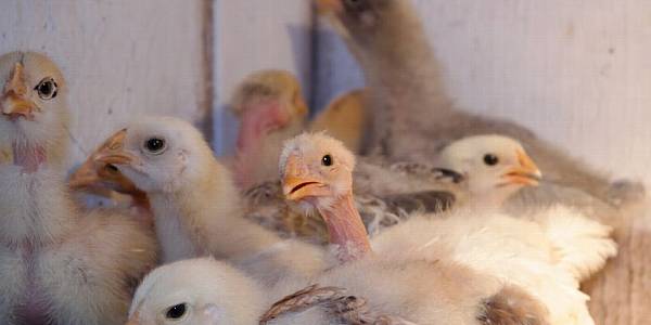 Fast Spreading Bird Flu Puts EU Poultry Industry On Edge