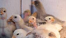 Fast Spreading Bird Flu Puts EU Poultry Industry On Edge