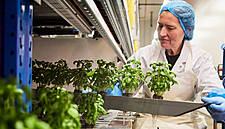 Colruyt Launches Basil From Its Own Vertical Farm