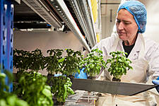 Colruyt Launches Basil From Its Own Vertical Farm