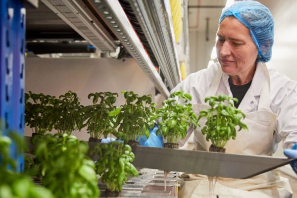 Colruyt Launches Basil From Its Own Vertical Farm