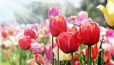 Dutch Flower Industry Continues To Wither Amid Coronavirus