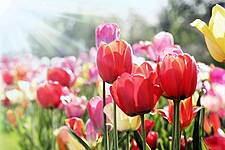 Dutch Flower Industry Continues To Wither Amid Coronavirus