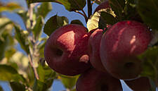 Pink Lady® To Boost Trust With Customers And Growers
