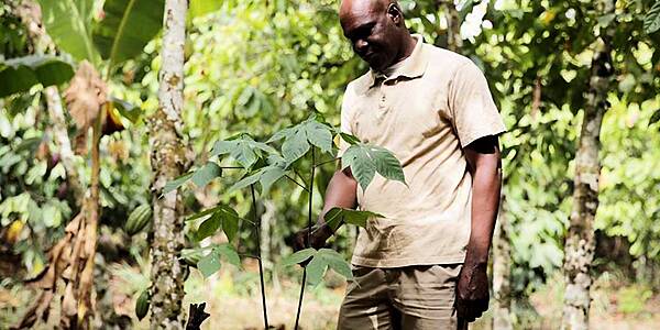 Nestlé Highlights Progress In Cocoa Supply Chain