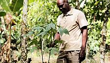 Nestlé Highlights Progress In Cocoa Supply Chain