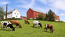 MENY Supports Local Food Suppliers In Norway
