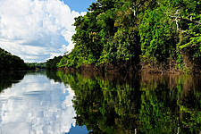 Food Companies Urge UK To Adopt Tougher Rules To Protect Tropical Forests