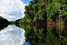 Public And Private Sectors Launch Coalition To Protect Tropical Forests