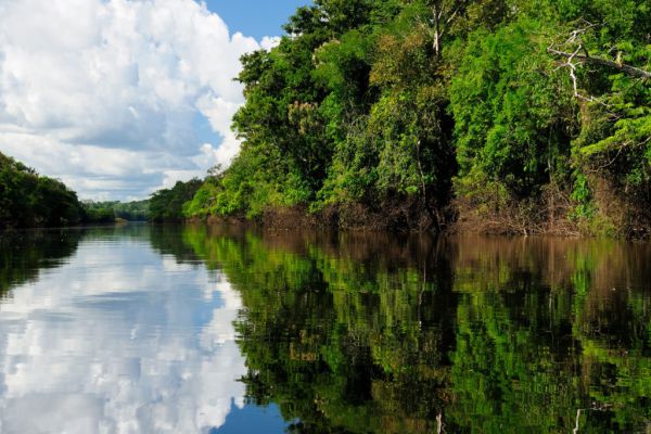 Public And Private Sectors Launch Coalition To Protect Tropical Forests