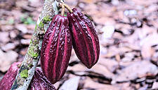 UK Consumers Invited To Savour Award-Winning Colombian Cocoa