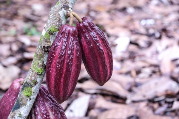 UK Consumers Invited To Savour Award-Winning Colombian Cocoa