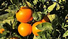 Gruppo Unifrutti Acquires Citrus Fruit Producer Oranfrizer