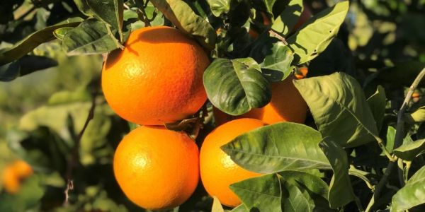 Gruppo Unifrutti Acquires Citrus Fruit Producer Oranfrizer