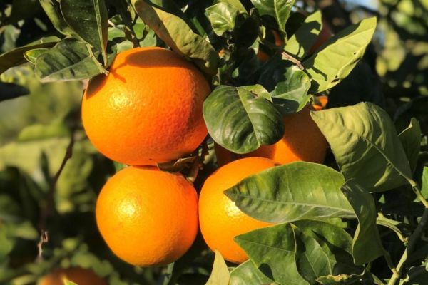 Gruppo Unifrutti Acquires Citrus Fruit Producer Oranfrizer