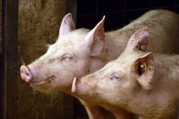 Brazil Livestock Breeders May Be Over-Using Antibiotics, Animal Charity Says