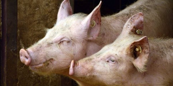 China Singles Out Danish, Dutch, Spanish Firms In Anti-Dumping Probe Into EU Pork